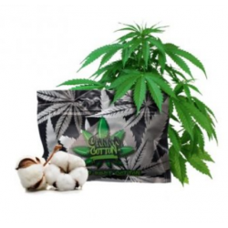 Canna Cotton